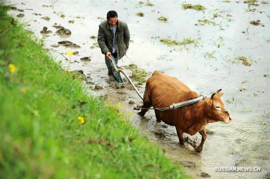 Полевые работы в сезон "цинмин" китайского сельскохозяйственного календаря