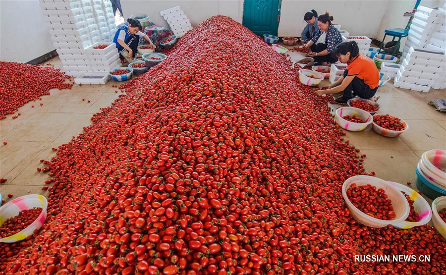 Успехи развития сельского хозяйства с высококогорной спецификой в уезде Юаньмоу