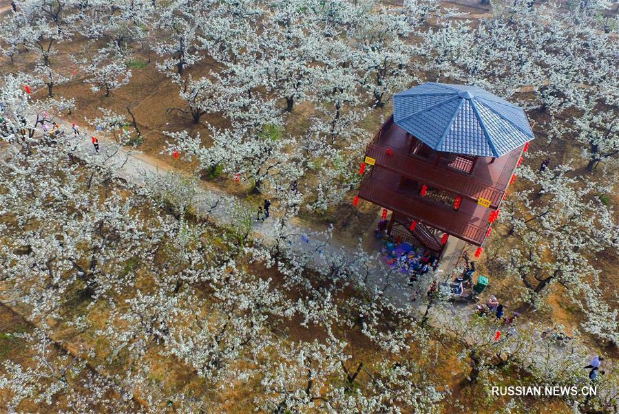 Грушевый сад в деревне Дуннаньвэнь