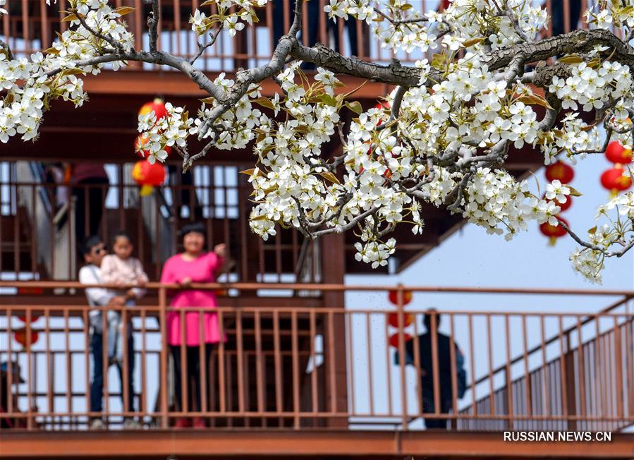 Грушевый сад в деревне Дуннаньвэнь