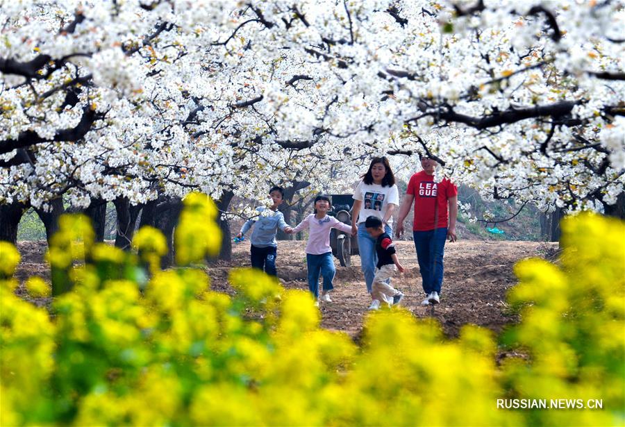 Грушевый сад в деревне Дуннаньвэнь