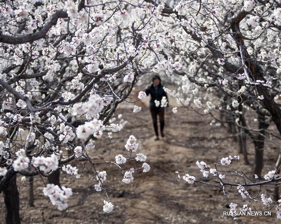 В дни праздника Цинмин во многих регионах Китая распускаются цветы