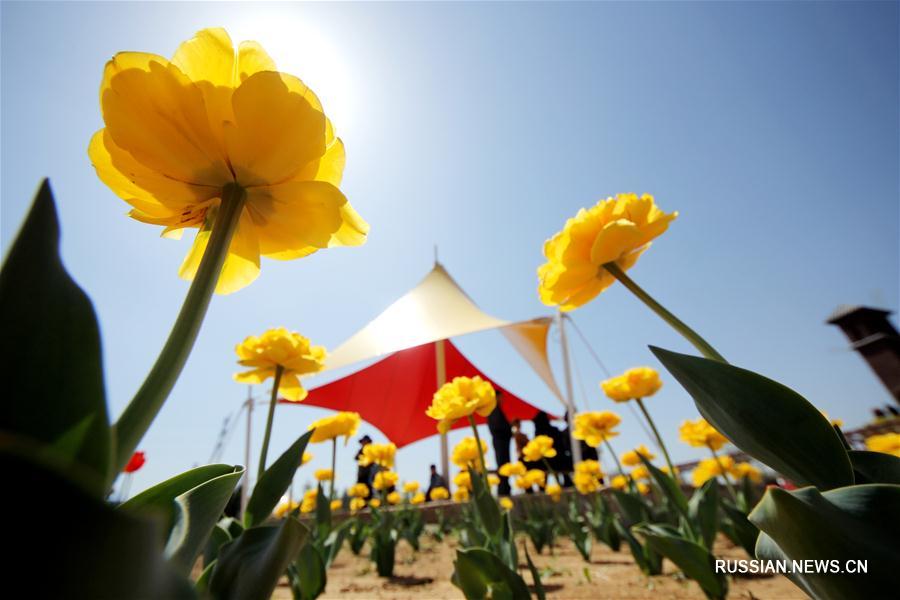 В дни праздника Цинмин во многих регионах Китая распускаются цветы