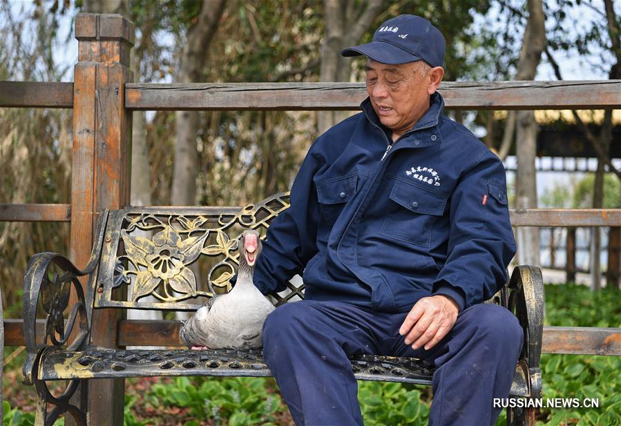 Дружба человека и дикого гуся в городе Наньчан
