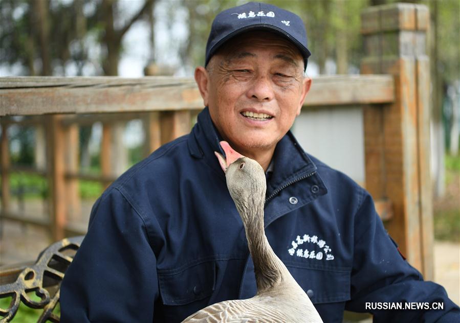 Дружба человека и дикого гуся в городе Наньчан