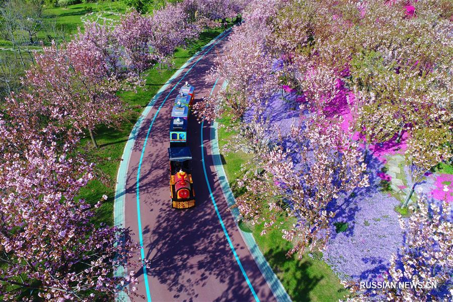 Узорные цветочные ковры в ботаническом саду Наньтуна