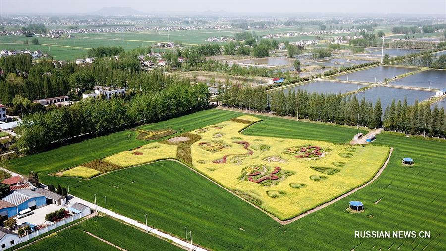 Императорский драконовый халат на рапсовом поле в деревне Чанцзянъюй