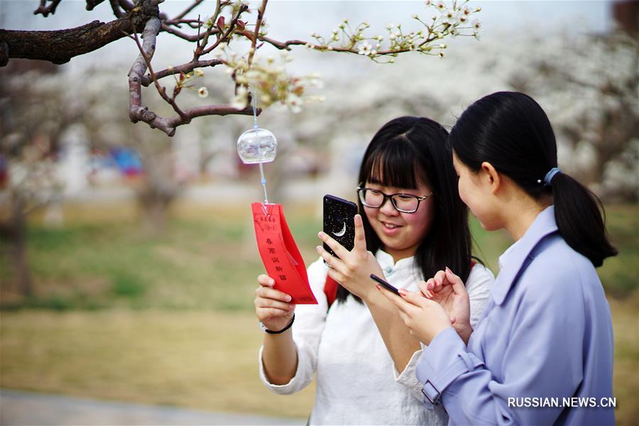 Нанькайский университет устроил 2-е "Весеннее собрание в грушевом саду"