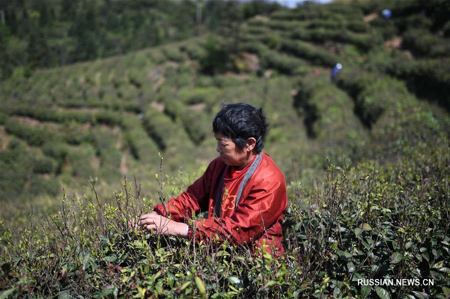 Чайные плантации в деревне Макоу провинции Цзянси
