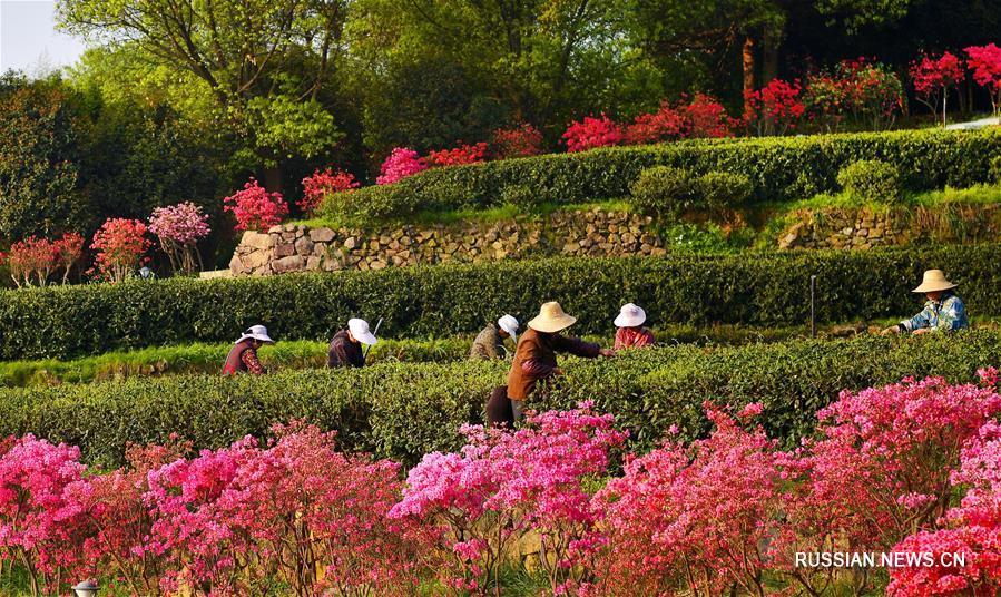 Сбор урожая чая среди цветущих азалий на востоке Китая