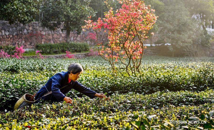 Сбор урожая чая среди цветущих азалий на востоке Китая