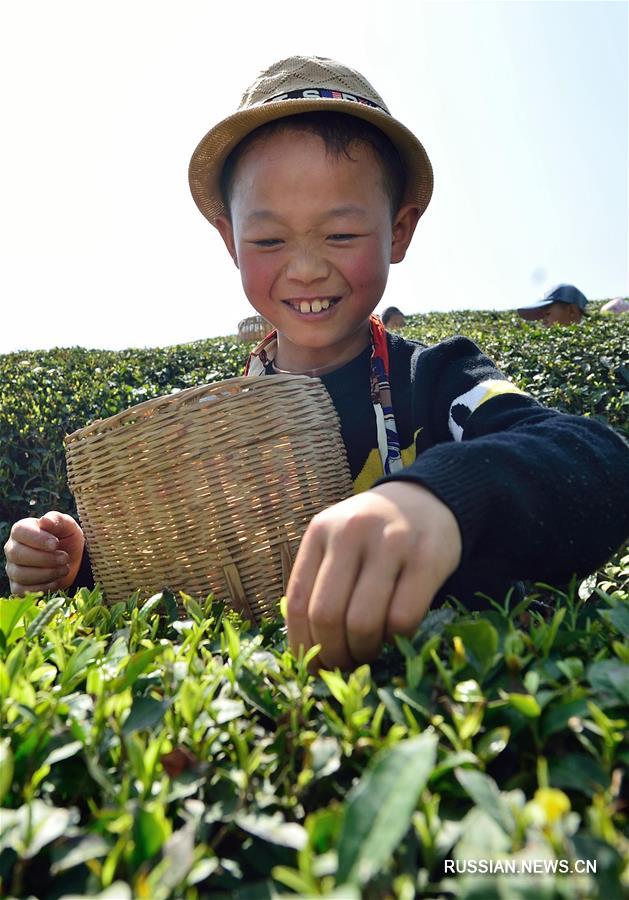 Школьники собирают чайные листья на плантациях в провинции Хубэй