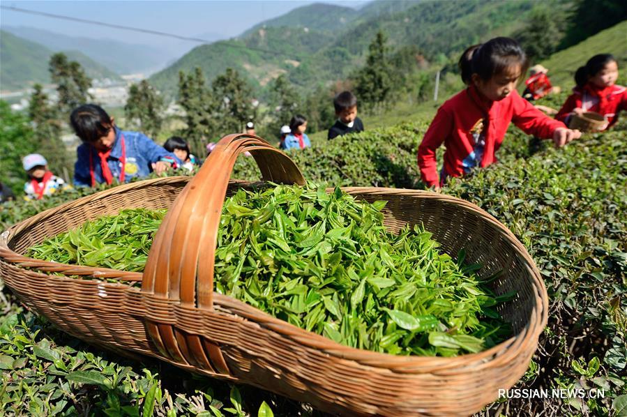 Школьники собирают чайные листья на плантациях в провинции Хубэй