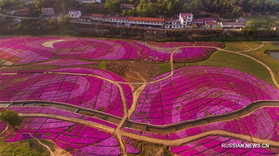 28 га пустырей стали цветущим садом в провинции Аньхой 