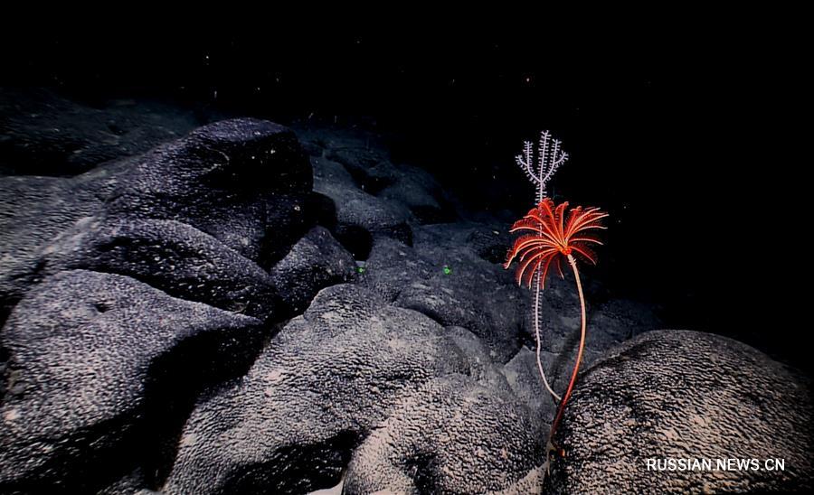 "Подводные сады" Тихого океана