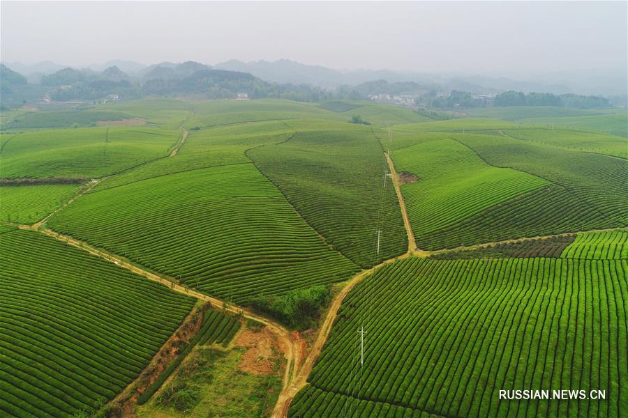 Сбор весеннего урожая чая в провинции Гуйчжоу