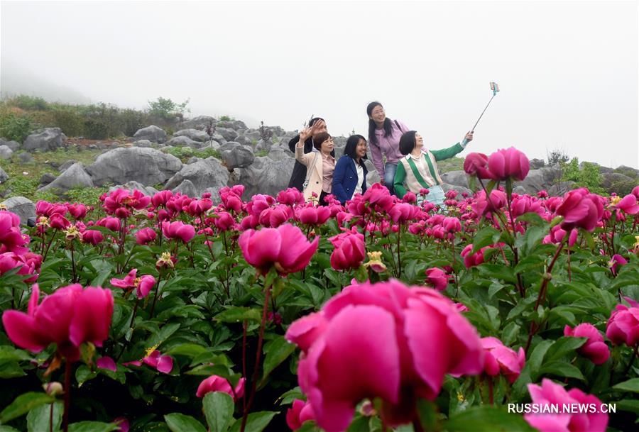 Цветы победы над бедностью в уезде Шуанфэн