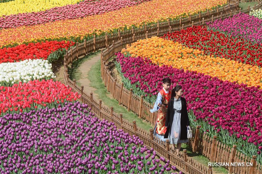 Разноцветное море тюльпанов в Яньчэне