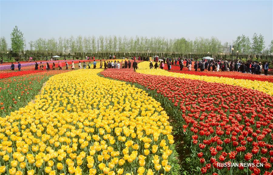 Разноцветное море тюльпанов в Яньчэне