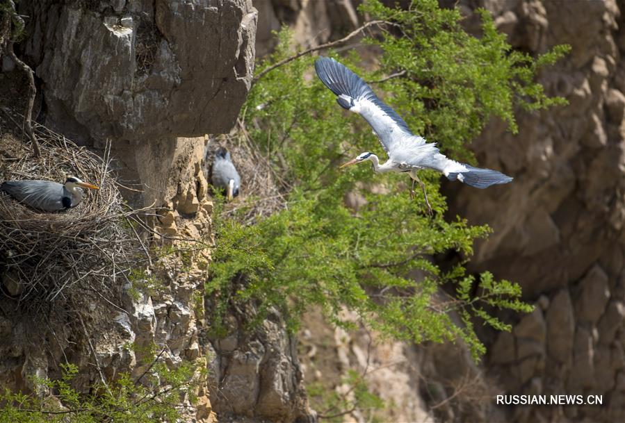 Гнездовья серых цапель на скалистых берегах Хуанхэ