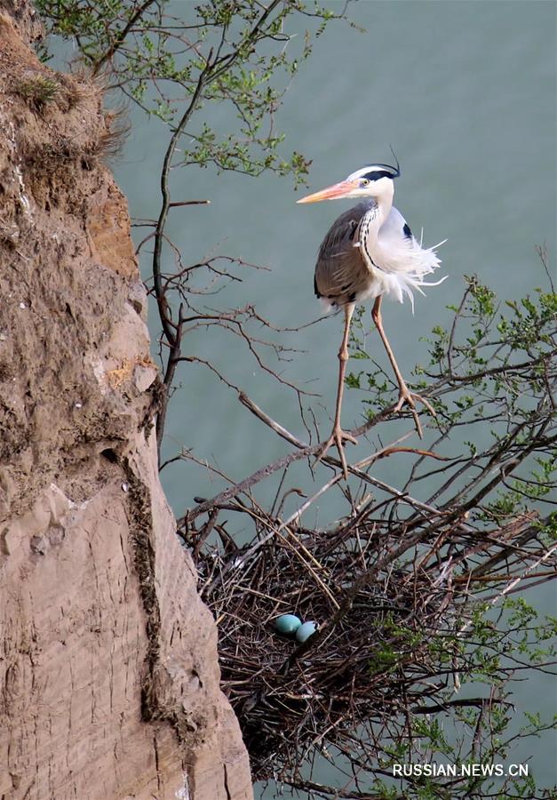 Гнездовья серых цапель на скалистых берегах Хуанхэ