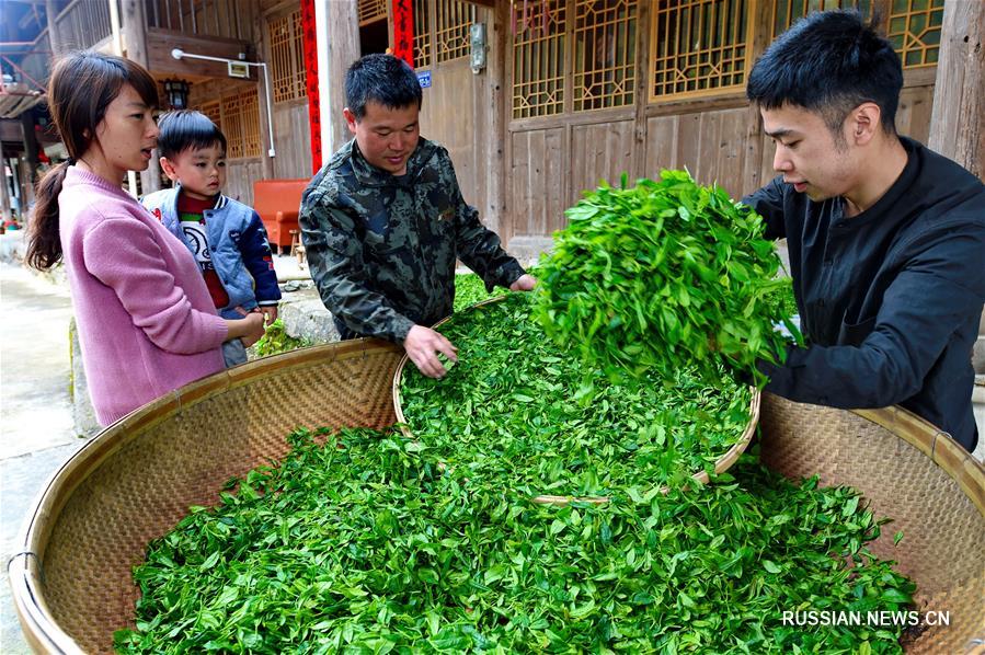 Как производство чая обогатило жителей отдаленной горной деревни