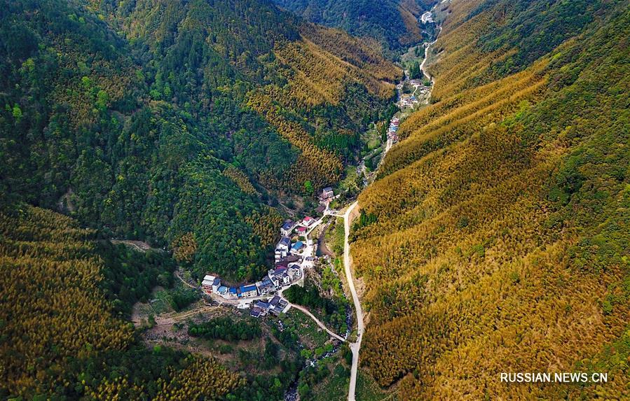 Как производство чая обогатило жителей отдаленной горной деревни