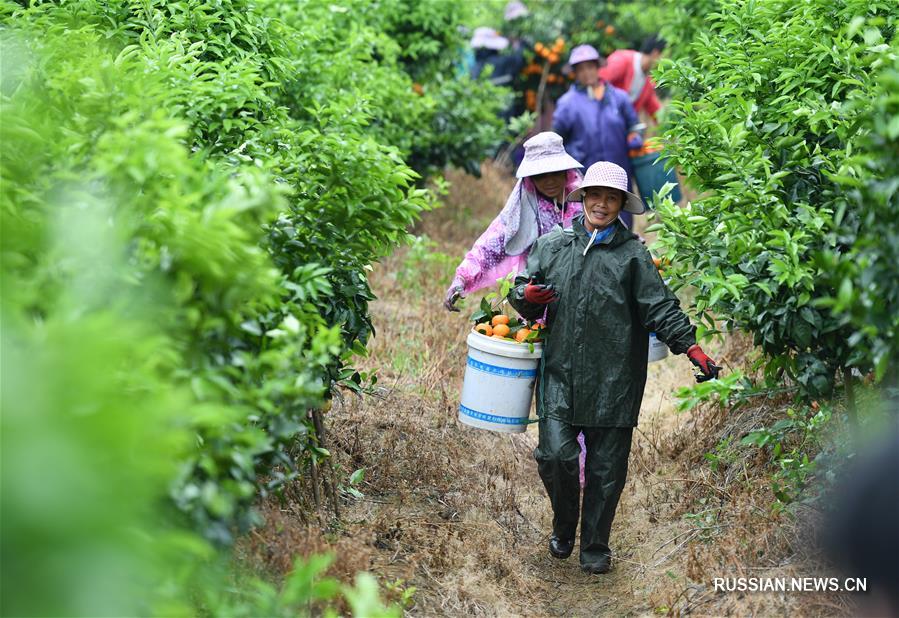 Выращивание мандаринов "Вогань" для борьбы с бедностью в Гуанси