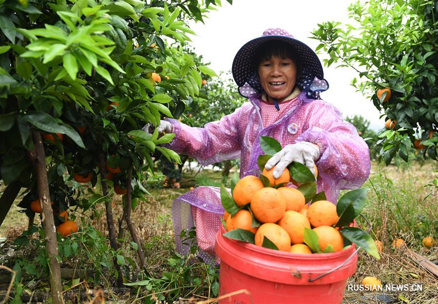 Выращивание мандаринов "Вогань" для борьбы с бедностью в Гуанси