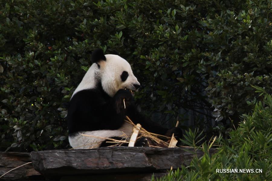 Китайские большие панды Ванван и Фуни в австралийском зоопарке