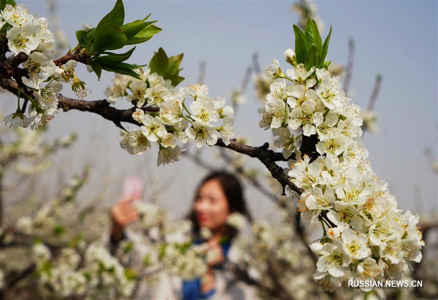 Цветущие сливовые сады в провинции Хэбэй