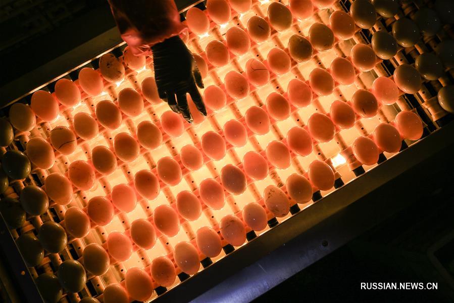 Производство засоленных утиных яиц в провинции Цзянсу 