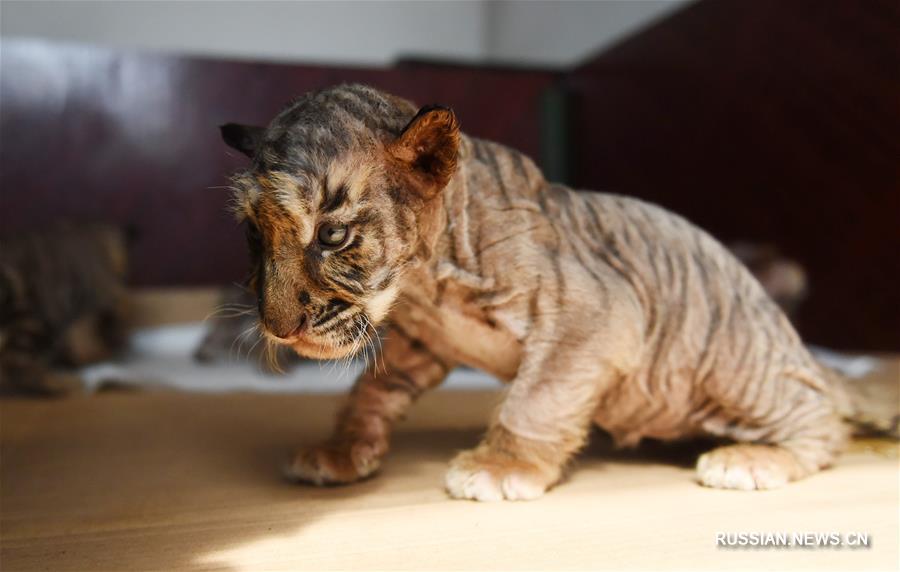 Всплеск рождаемости в китайском питомнике уссурийских тигров
