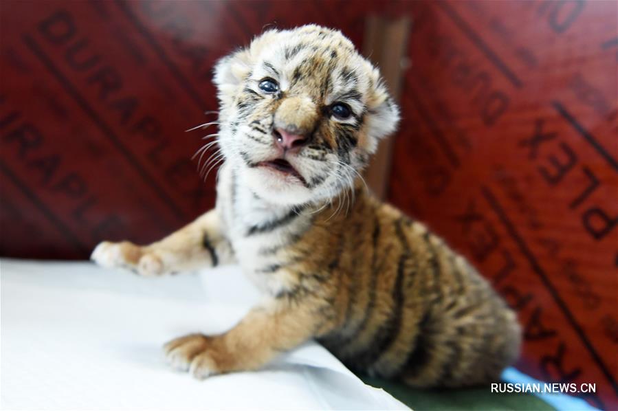 Всплеск рождаемости в китайском питомнике уссурийских тигров