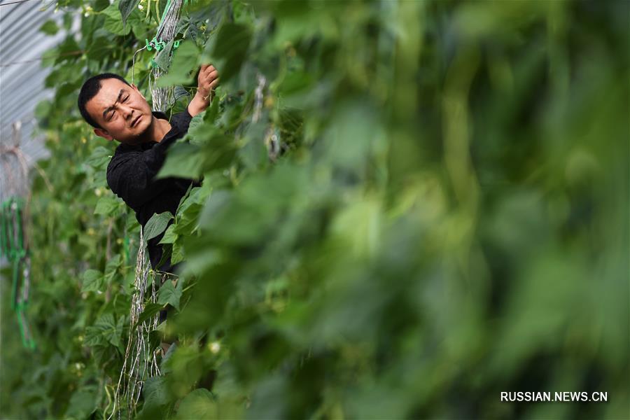Гидропоника превратила бесплодные земли в провинции Ганьсу в высокоурожайный край