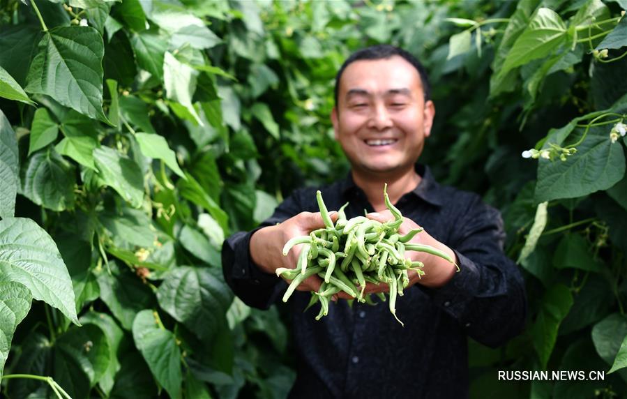 Гидропоника превратила бесплодные земли в провинции Ганьсу в высокоурожайный край