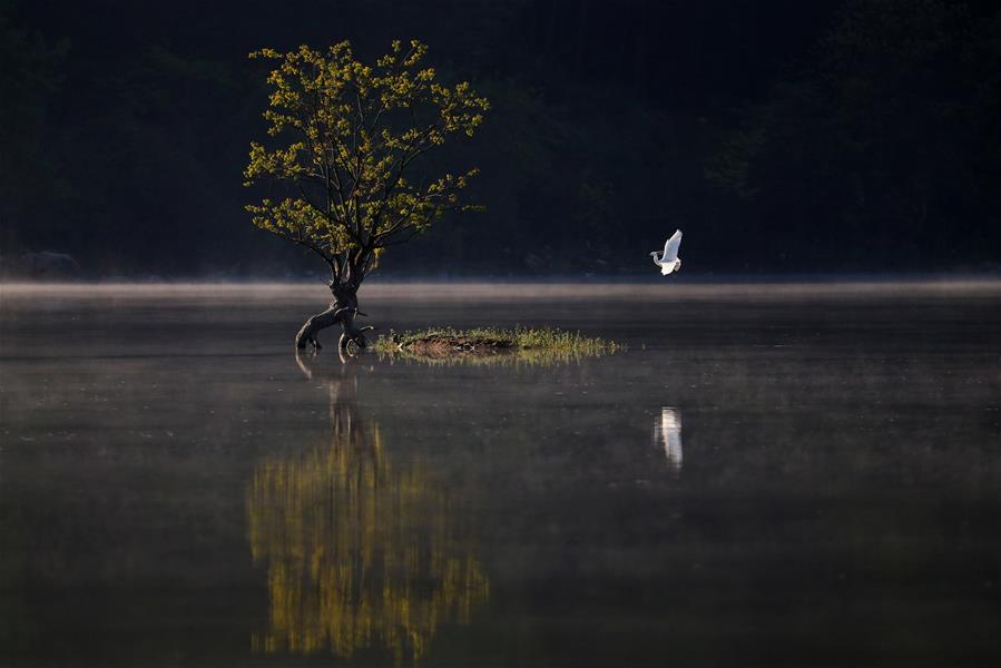 Цапля и одинокое дерево на озере Цишуху
