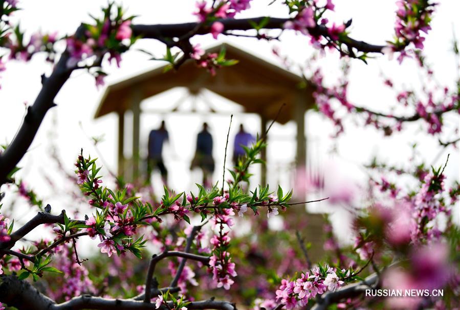 В поселке Гэюйчэн зацвели персиковые и яблоневые сады