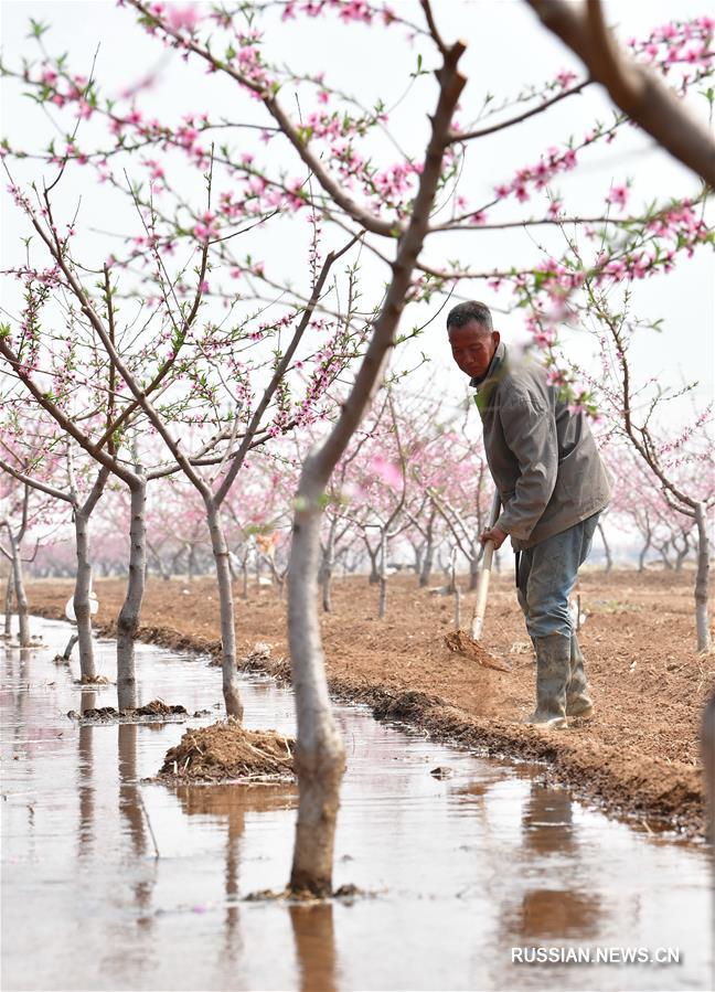 Полевые работы сезона "гуюй" в Таншане