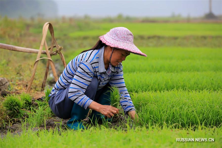 В Китае начался сельскохозяйственный сезон "гуюй"