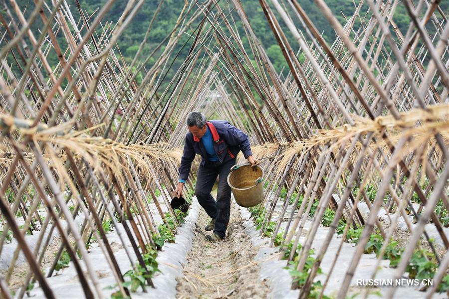 В Китае начался сельскохозяйственный сезон "гуюй"