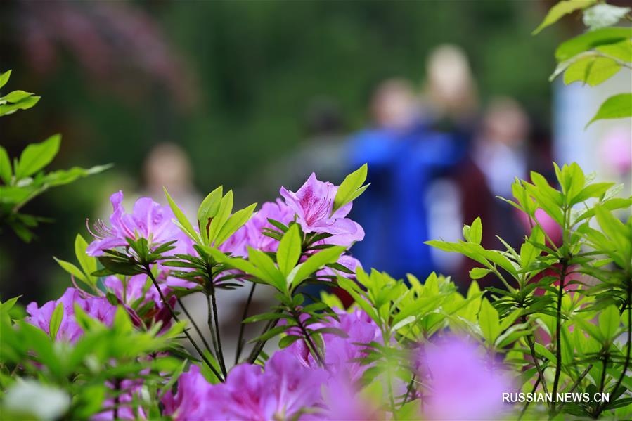 Китай утопает в весенних цветах