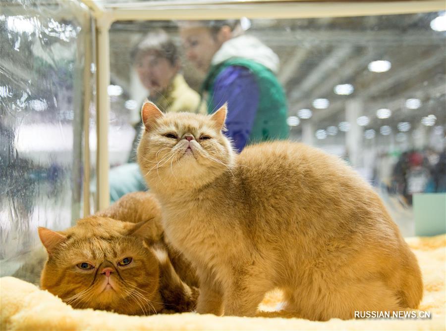 В Алматы проходит выставка кошек