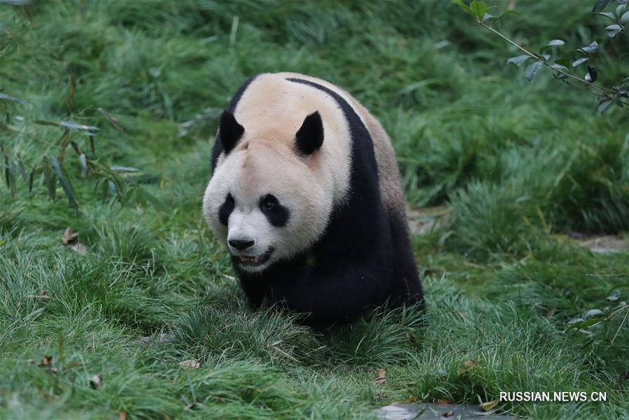 В гуйянском парке "Цяньлиншань" открылся павильон больших панд