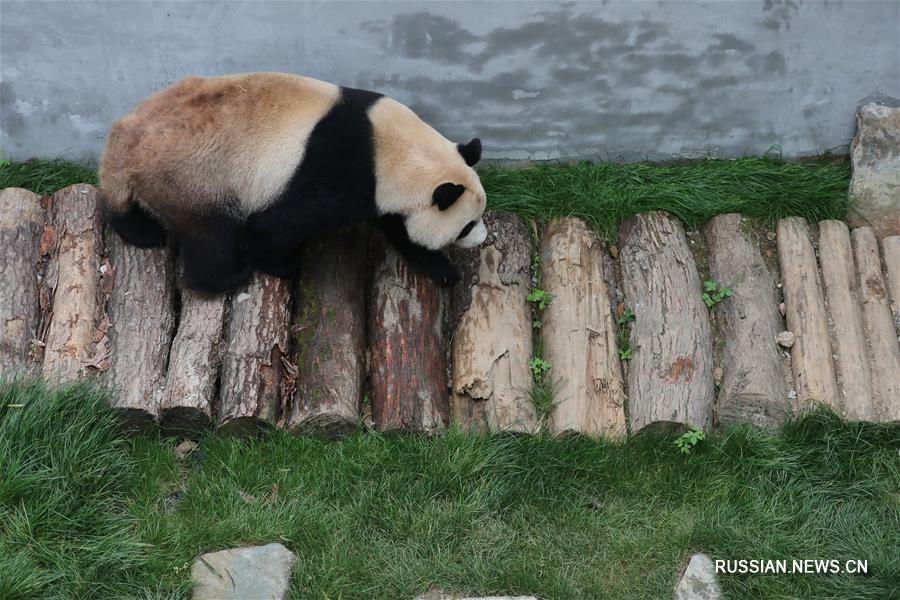 В гуйянском парке "Цяньлиншань" открылся павильон больших панд