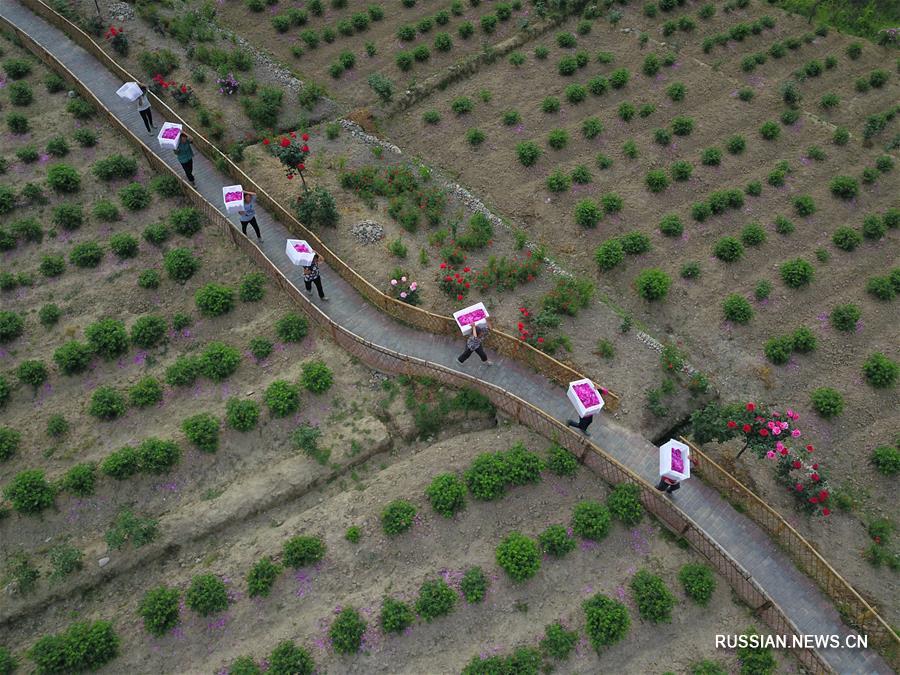 "Розовая экономика" как залог процветания уезда Чжэньюань