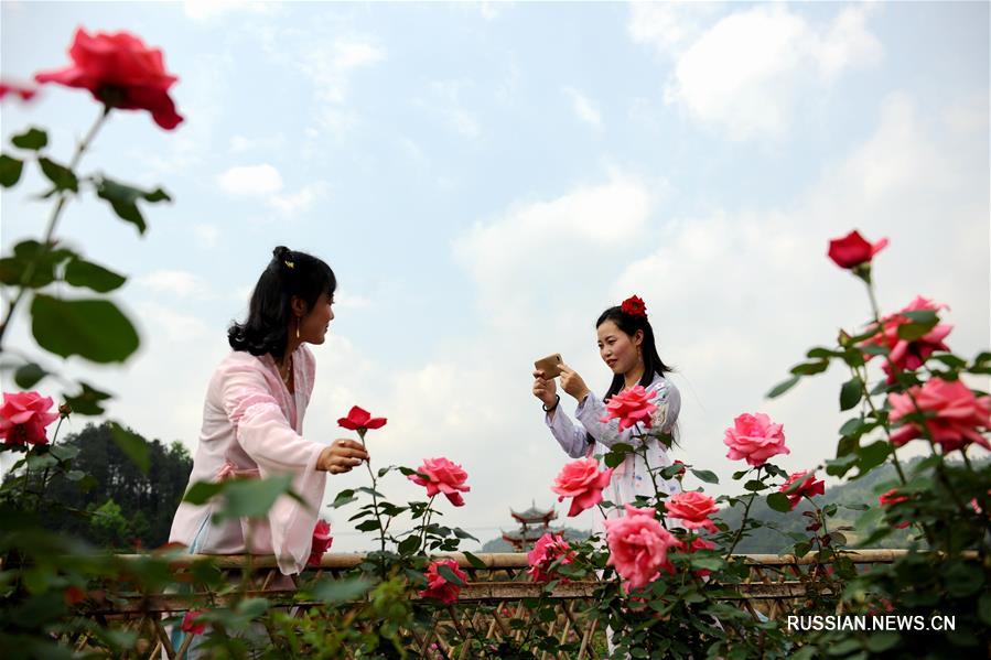 "Розовая экономика" как залог процветания уезда Чжэньюань