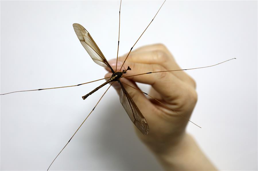 В китайской провинции Сычуань обнаружен гигантский комар