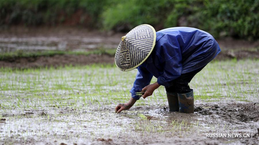 В Китае продолжаются весенние полевые работы