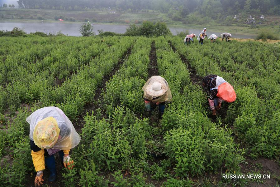 В Китае продолжаются весенние полевые работы